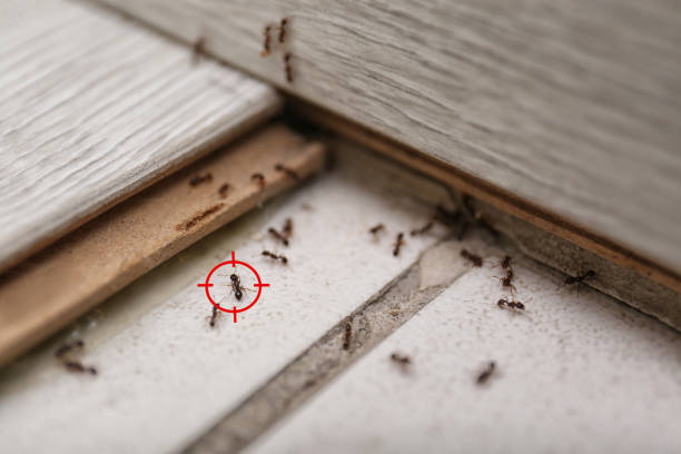 Best Commercial Pest Control Services  in Ortonville, MI